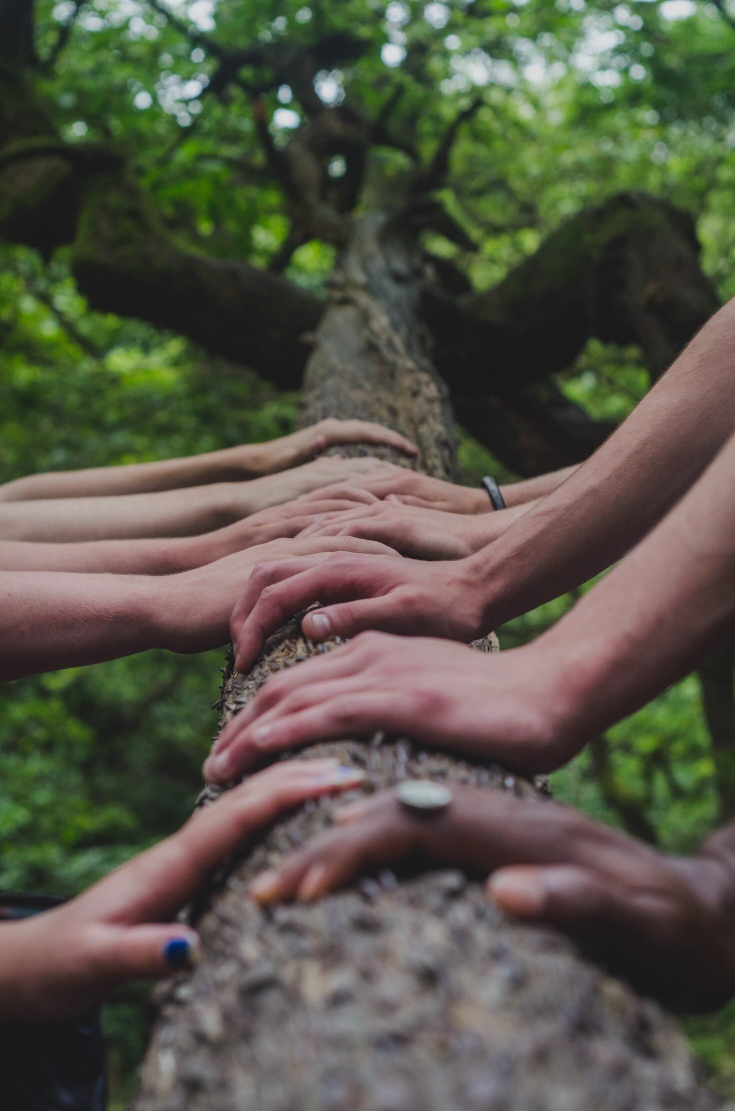 Várias mãos se apoiam em um tronco de árvore no meio da natureza